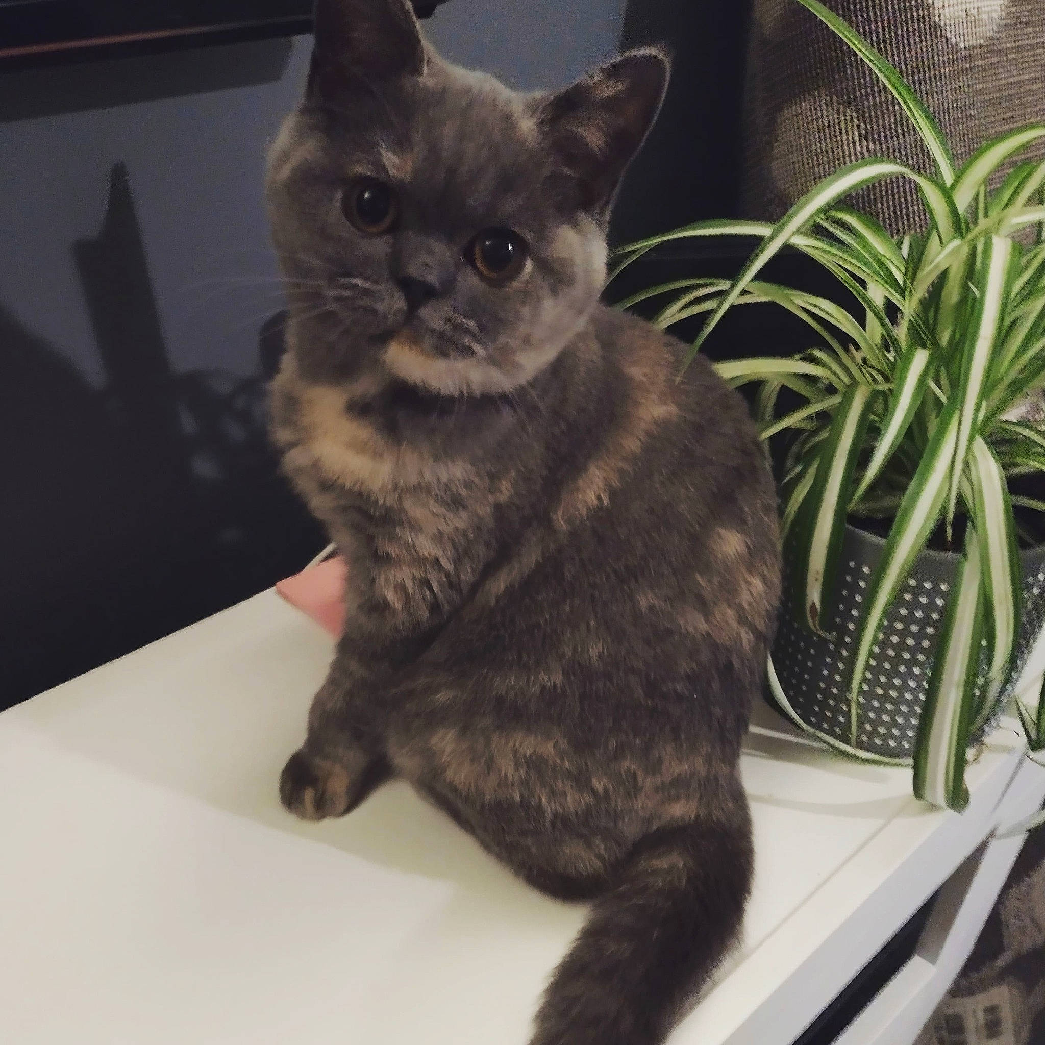 Hasbulla joined the competition — help win amazing prizes! carnivore, cat, claw, comfort, domestic_short_haired_cat, felidae, flowerpot, fur, herb, houseplant, paw, plant, russian_blue, sitting, small_to_medium_sized_cats, snout, tail, terrestrial_animal, terrestrial_plant, whiskers