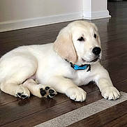 Konah is registered to the contest to win money with this photo: puppy, dog, golden_retriever, lying_down, indoor, wooden_floor, collar, pet, young_dog, cute, domestic_animal, fur, animal, home_interior, flooring, resting, mammal, canine, playful, companion