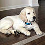puppy, dog, golden_retriever, lying_down, indoor, wooden_floor, collar, pet, young_dog, cute, domestic_animal, fur, animal, home_interior, flooring, resting, mammal, canine, playful, companion