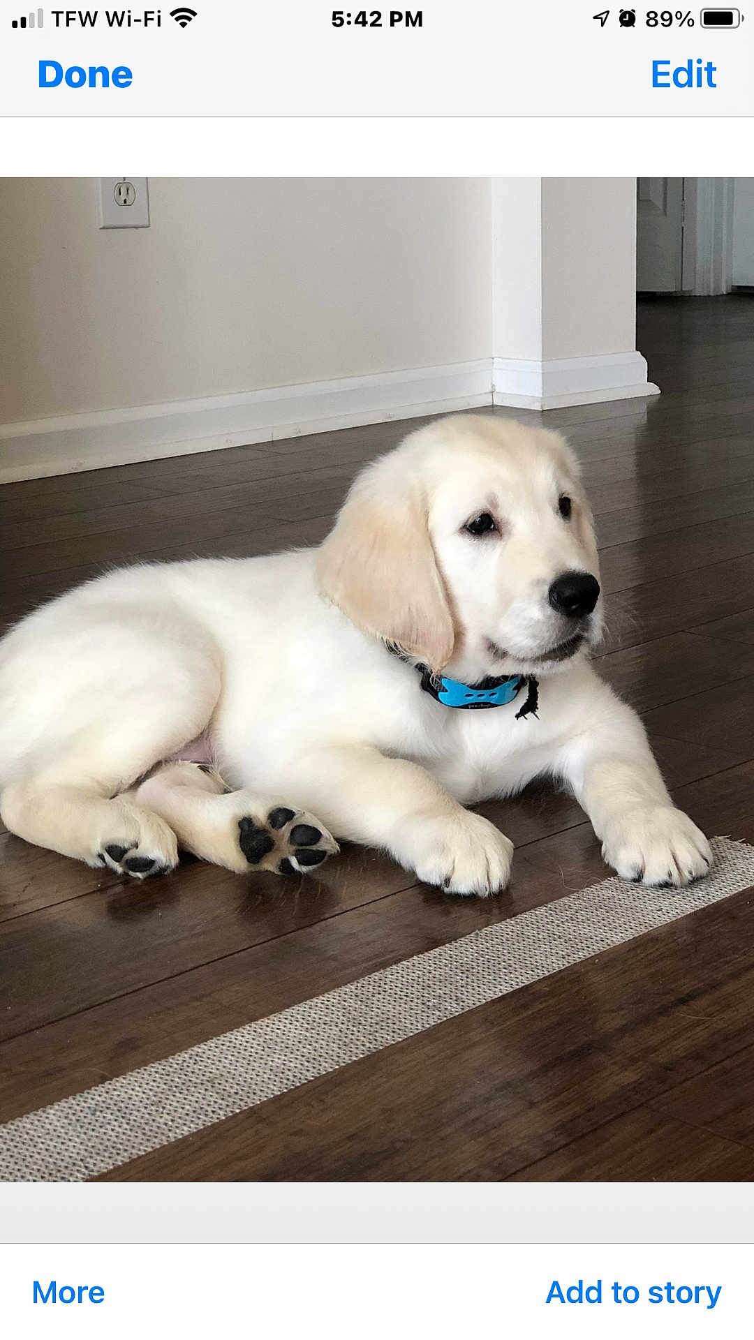 Konah is registered to the contest to win money with this photo: puppy, dog, golden_retriever, lying_down, indoor, wooden_floor, collar, pet, young_dog, cute, domestic_animal, fur, animal, home_interior, flooring, resting, mammal, canine, playful, companion