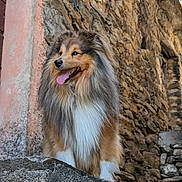 Toon a rejoint le concours — aidez-le/la à gagner de superbes lots ! dog, fluffy, happy, tongue_out, stone_wall, outdoor, pet, canine, fur, portrait, animal, nature, brown, white, black, collar, standing, old_building, architecture, sunlit
