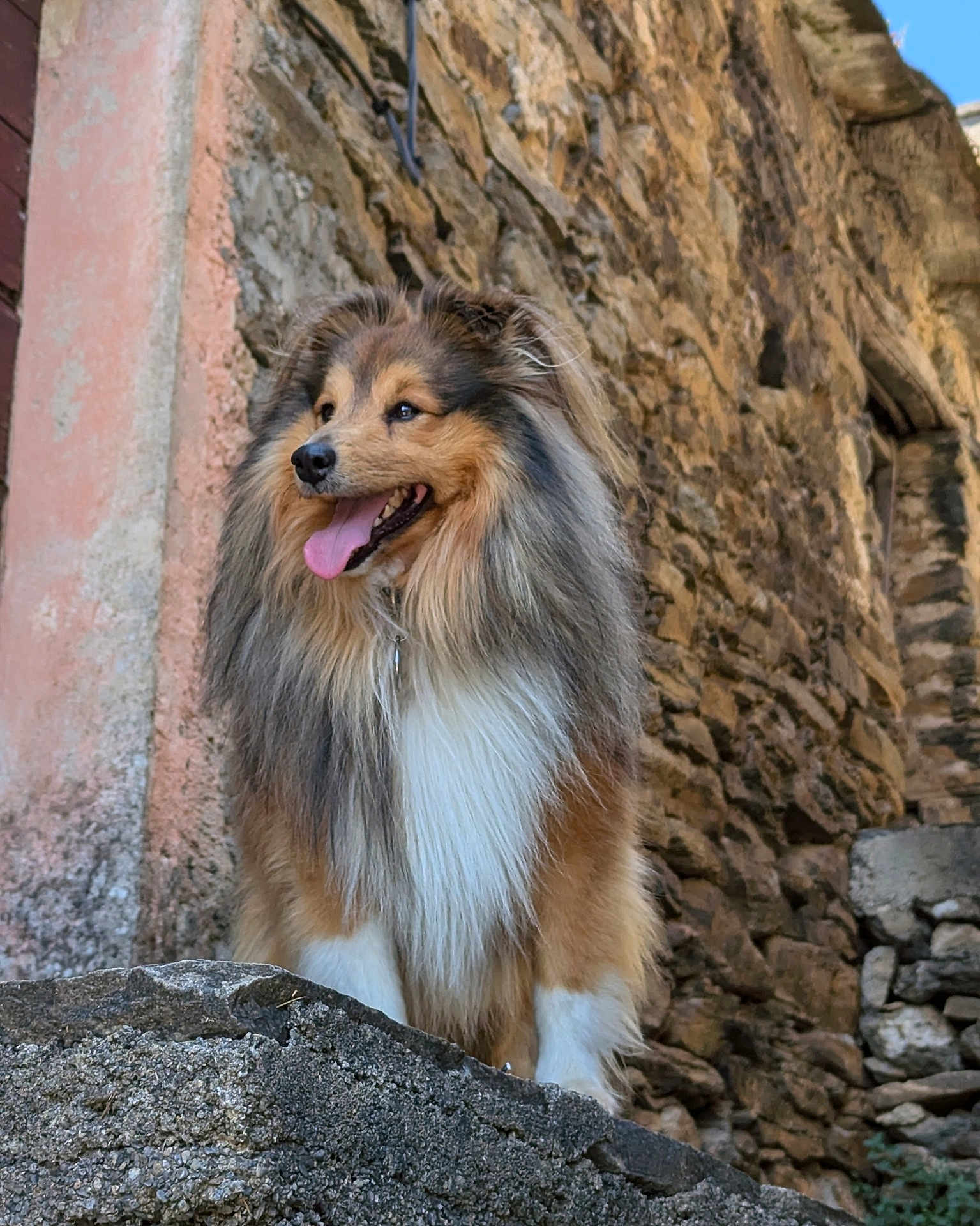Toon a rejoint le concours — aidez-le/la à gagner de superbes lots ! dog, fluffy, happy, tongue_out, stone_wall, outdoor, pet, canine, fur, portrait, animal, nature, brown, white, black, collar, standing, old_building, architecture, sunlit