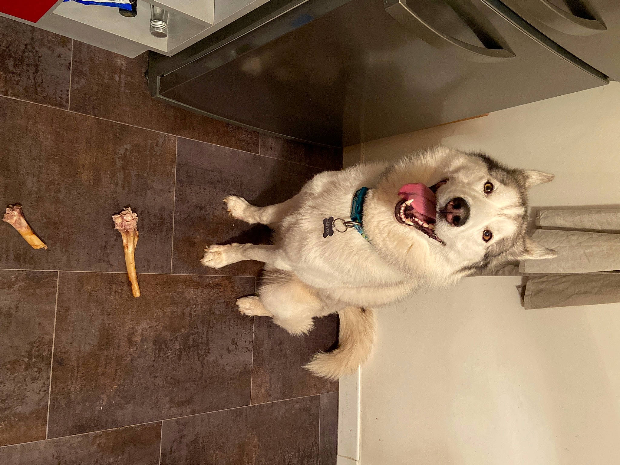 Leyko participe au concours pour gagner de l'argent avec cette photo : canidae, carnivore, dog, dog_breed, snout, sporting_group