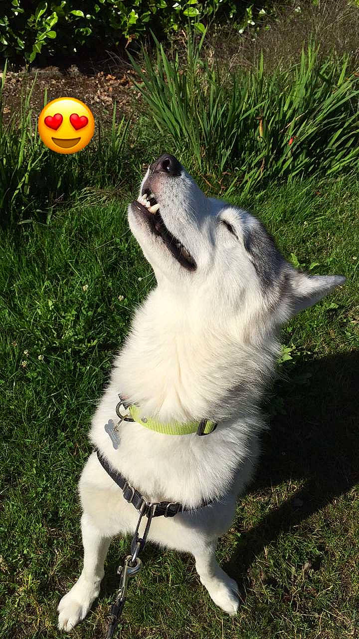 Leyko a rejoint le concours — aidez-le/la à gagner de superbes lots ! alaskan_klee_kai, alaskan_malamute, canidae, carnivore, dog, dog_breed, dog_collar, jamthund, mammal, native_american_indian_dog, northern_inuit_dog, rare_breed_dog, saarloos_wolfdog, siberian_husky, sled_dog, snout, sporting_group, tamaskan_dog, vertebrate, working_dog