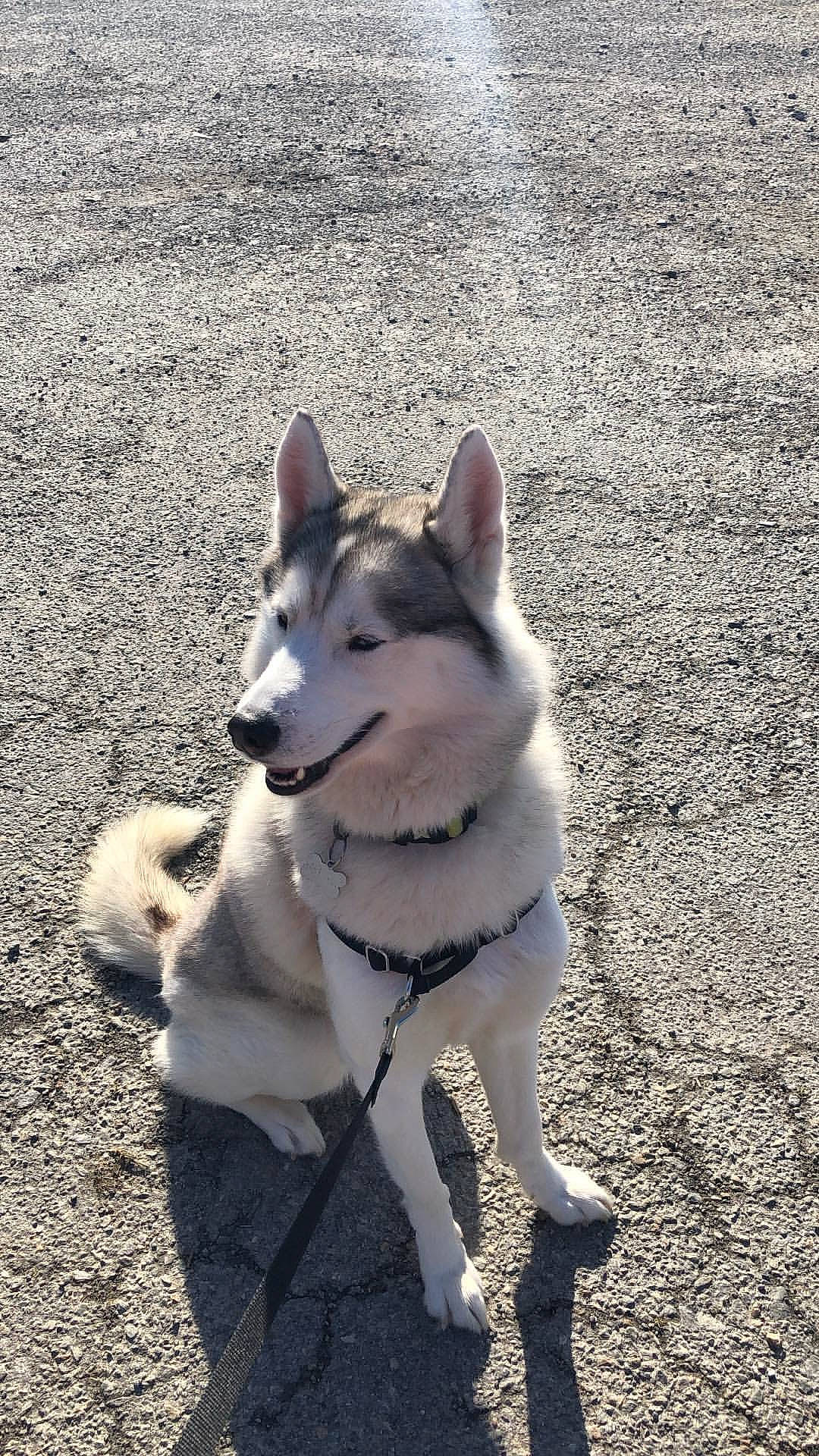 Leyko a rejoint le concours — aidez-le/la à gagner de superbes lots ! alaskan_malamute, canadian_eskimo_dog, canidae, carnivore, czechoslovakian_wolfdog, dog, dog_breed, east_siberian_laika, greenland_dog, mammal, native_american_indian_dog, northern_inuit_dog, saarloos_wolfdog, sakhalin_husky, seppala_siberian_sleddog, shikoku, siberian_husky, tamaskan_dog, vertebrate, wolfdog