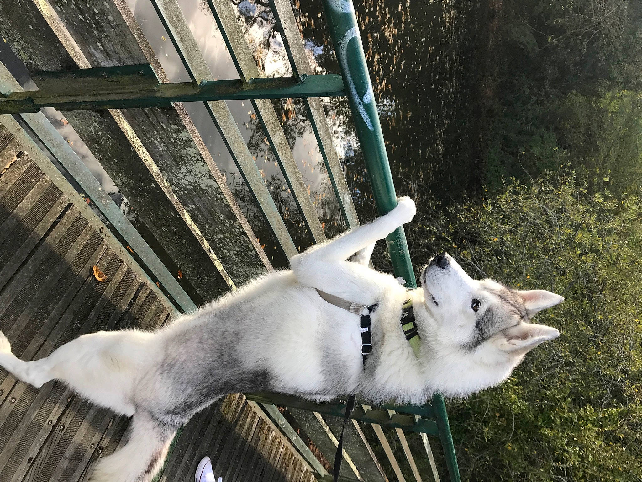 Leyko participe au concours pour gagner de l'argent avec cette photo : akita_inu, berger_blanc_suisse, canidae, carnivore, cat, dog, dog_breed, felidae, kishu, korean_jindo_dog, labrador_husky, mammal, northern_inuit_dog, norwegian_buhund, pungsan_dog, siberian_husky, small_to_medium_sized_cats, tail, white_shepherd, wolfdog