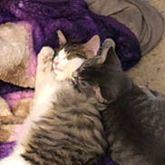 Hercules joined the competition — help win amazing prizes! blanket, blur, cat, close_up, companionship, cozy, cuddling, fur_pattern, furry, gray_cat, indoor, kitten, nap, paw, purple_blanket, sleeping, snuggle, tabby, two_kittens, whiskers