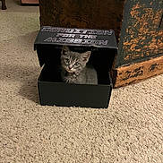 Hamilton joined the competition — help win amazing prizes! kitten, cat, box, cardboard_box, carpet, indoor, furniture, wooden_chest, gray_cat, whiskers, pet, small_animal, sitting, looking_at_camera, cute, home_interior, collar, floor, portrait, peeking