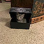 kitten, cat, box, cardboard_box, carpet, indoor, furniture, wooden_chest, gray_cat, whiskers, pet, small_animal, sitting, looking_at_camera, cute, home_interior, collar, floor, portrait, peeking