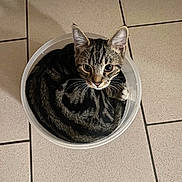 Milo participe au concours pour gagner de l'argent avec cette photo : cat, kitten, tabby, pet, animal, sitting, curled_up, bowl, plastic_bowl, indoors, tile_floor, overhead_view, portrait, whiskers, ears, eyes, striped_fur, black_and_brown, cute, cozy