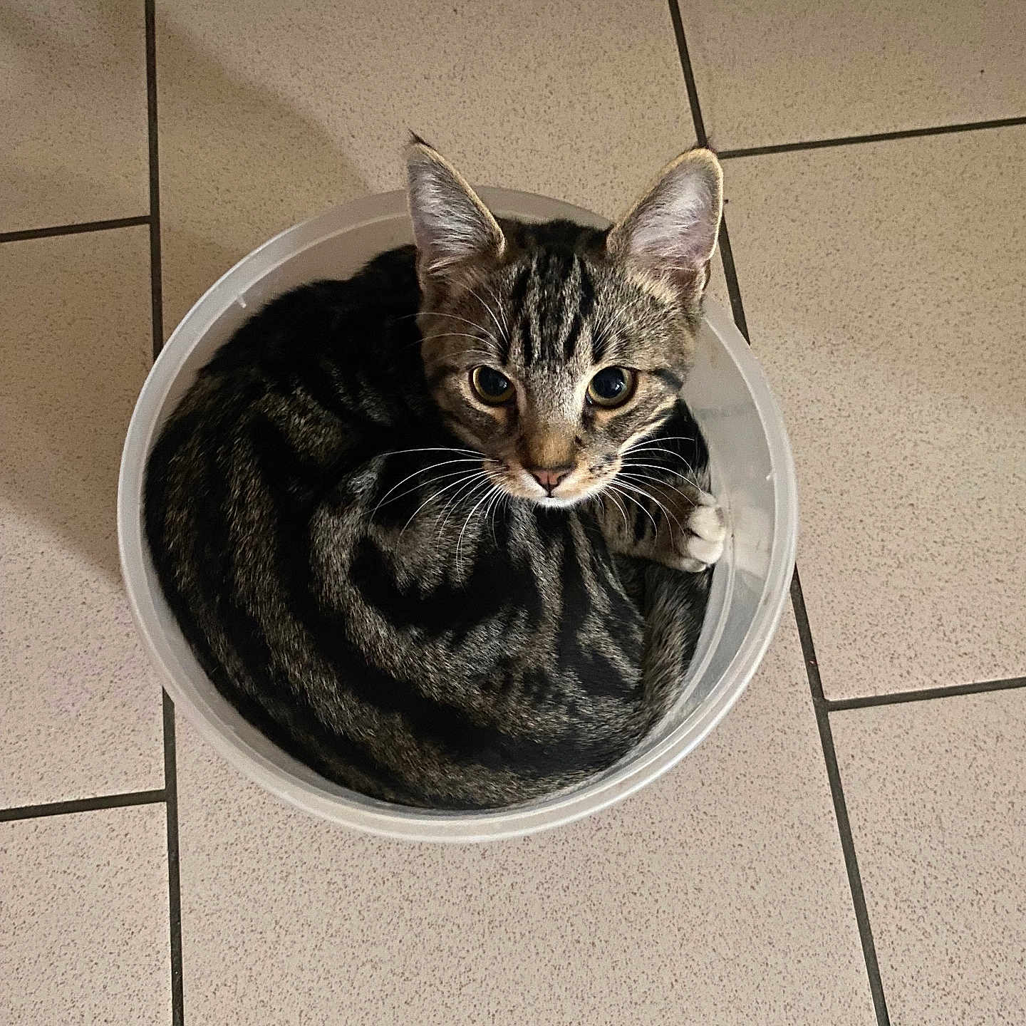 Milo