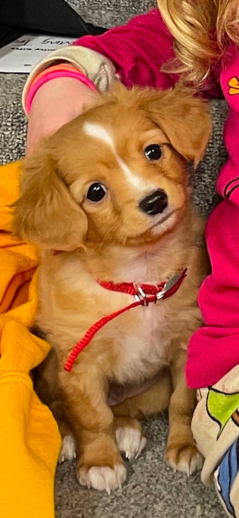 Berkley is registered to the contest to win money with this photo: canidae, carnivore, collar, companion_dog, dog, dog_breed, dog_clothes, dog_collar, dog_supply, fawn, firefighter, fur, liver, pet_supply, snout, sporting_group, toy, toy_dog, whiskers, working_animal