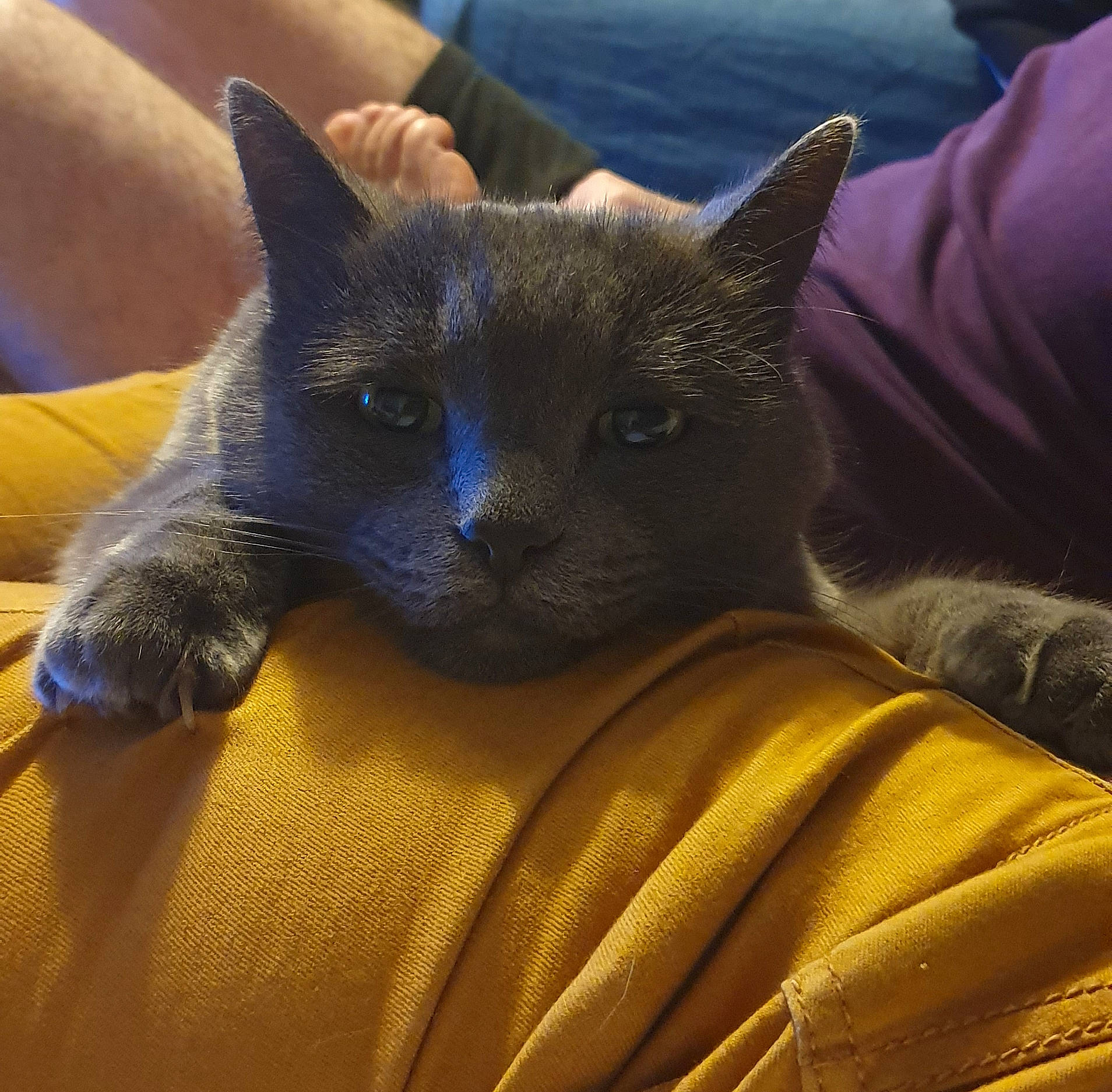 Coca a rejoint le concours — aidez-le/la à gagner de superbes lots ! black_cat, carnivore, cat, claw, comfort, domestic_short_haired_cat, electric_blue, fawn, felidae, fur, furniture, grey, human_leg, mammal, russian_blue, small_to_medium_sized_cats, snout, tail, whiskers, yellow