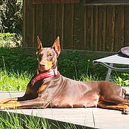 Athéna participe au concours pour gagner de l'argent avec cette photo : doberman, dog, bandana, outdoor, sunlight, grass, patio, wooden_fence, relaxed, pet, canine, animal, summer, nature, greenery, resting, domestic_animal, side_view, daylight, quiet