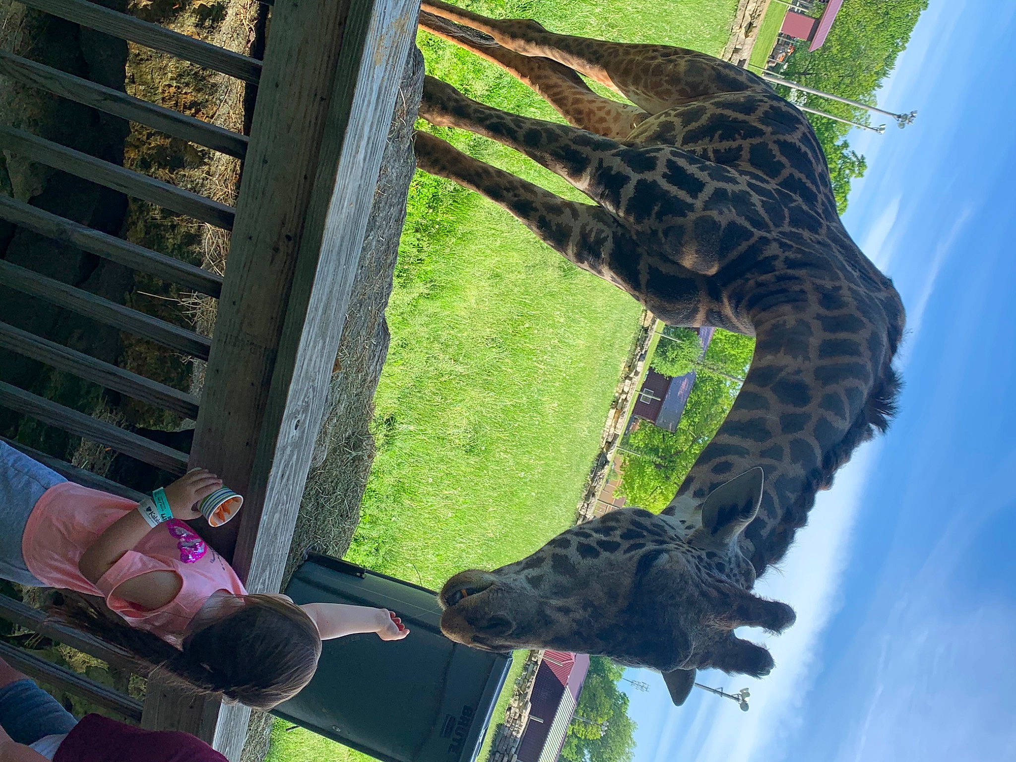 Payzlee is registered to the contest to win money with this photo: canidae, carnivore, person, plant, snout, sporting_group, zoo