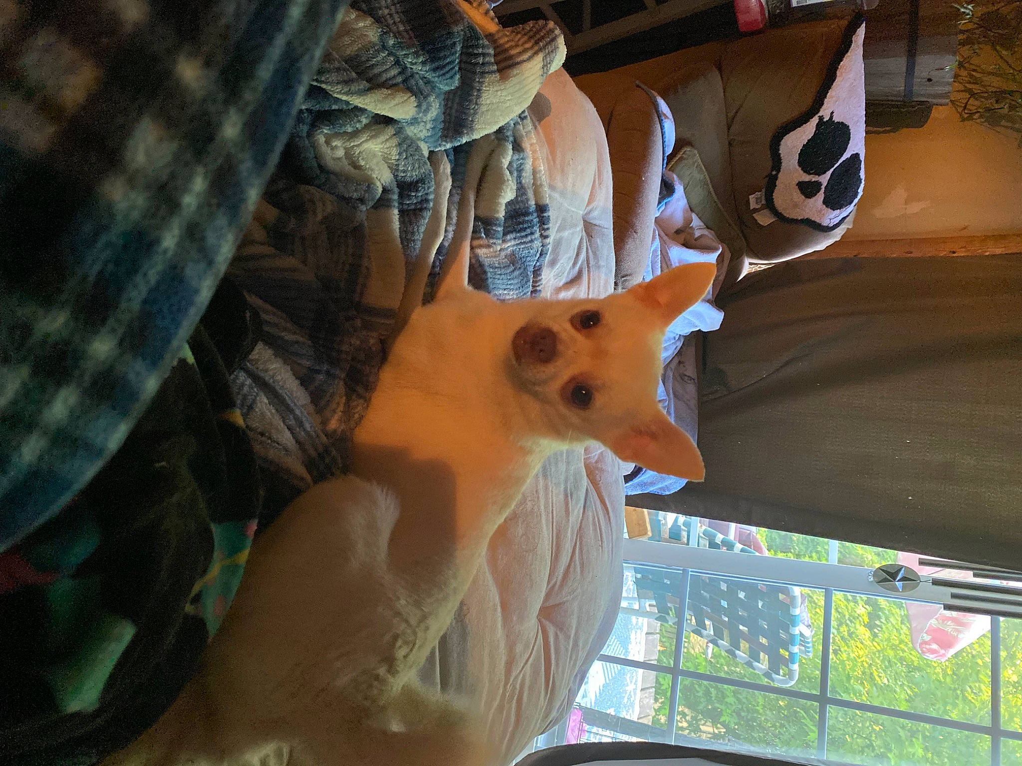 Bubba is registered to the contest to win money with this photo: companion_dog, dog_breed, dress_shirt, eyewear, fawn, felidae, fun, fur, hat, pattern, plaid, plastic, small_to_medium_sized_cats, spitz, sunglasses, tail, tartan, toy, toy_dog, whiskers