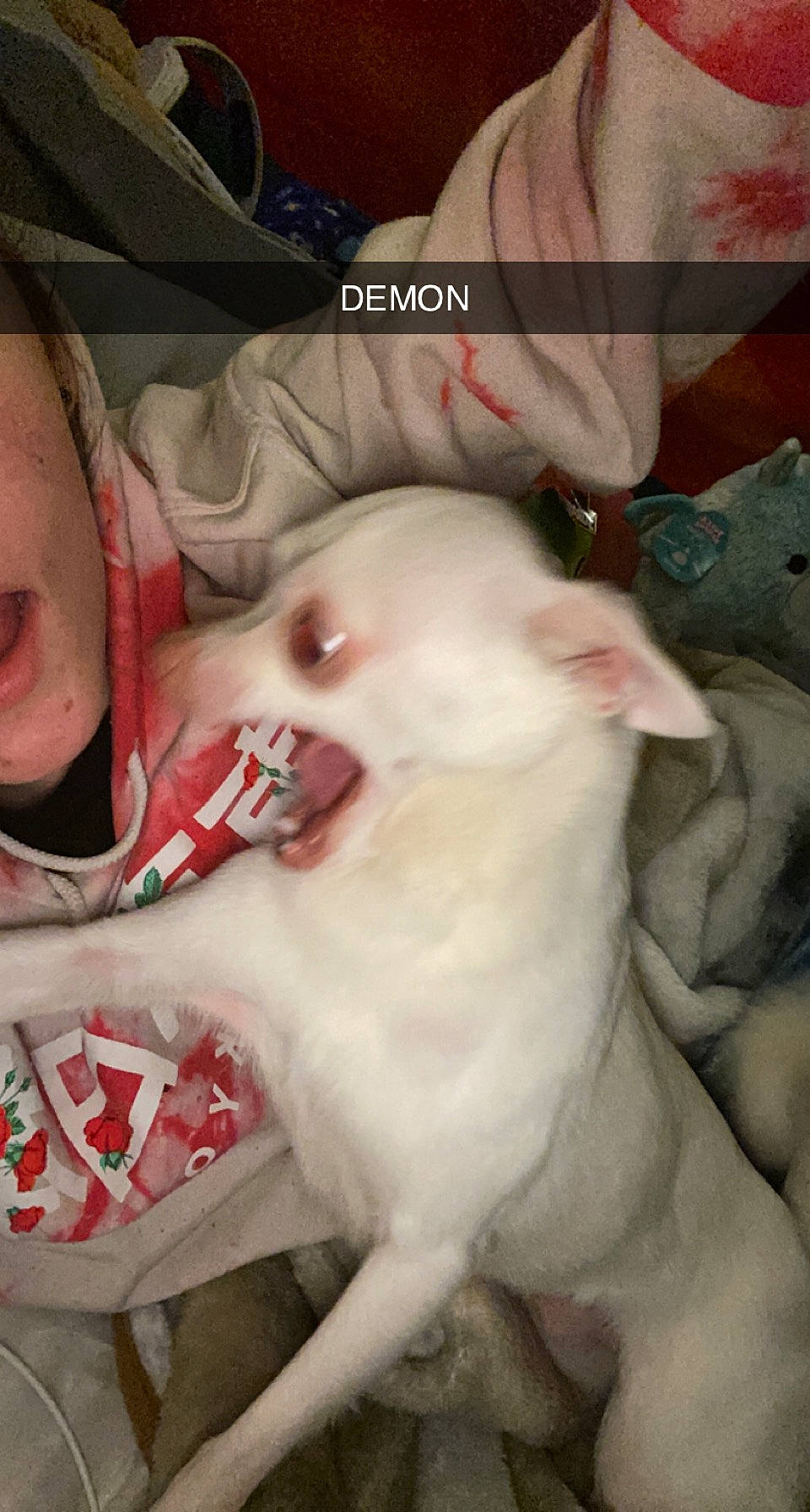 Bubba is registered to the contest to win money with this photo: carmine, chest, comfort, companion_dog, dog_breed, ear, eyelash, fang, fawn, flesh, fur, happy, jaw, mouth, photo_caption, tail, whiskers