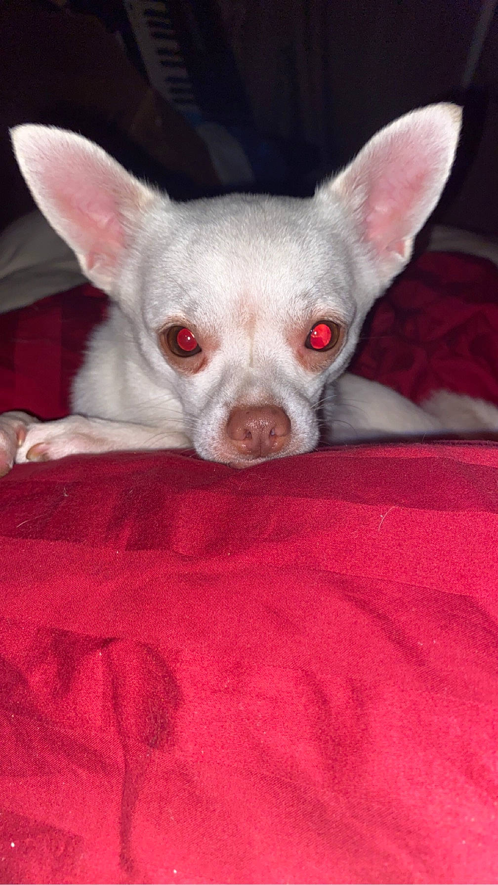 Bubba joined the competition — help win amazing prizes! canidae, carmine, carnivore, comfort, companion_dog, corgi_chihuahua, dog, dog_breed, ear, eye, fawn, fur, head, non_sporting_group, paw, snout, sporting_group, terrestrial_animal, toy_dog, whiskers