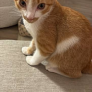 Simba joined the competition — help win amazing prizes! kitten, cat, orange_cat, white_cat, pet, feline, indoor, curious, sitting, soft_fur, closeup, animal, cute, young_cat, whiskers, ears, paws, home, furniture, cozy