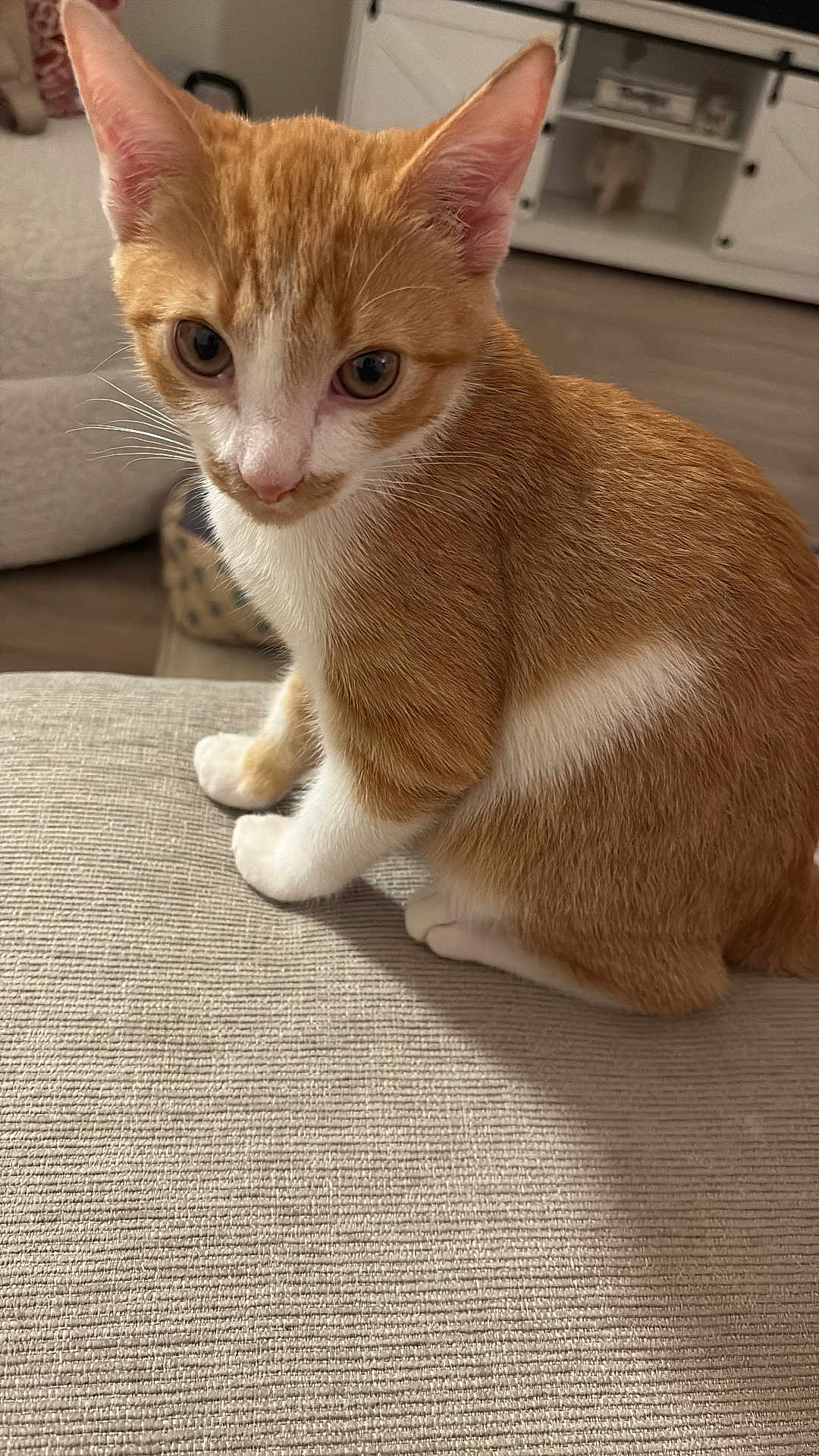 Simba joined the competition — help win amazing prizes! kitten, cat, orange_cat, white_cat, pet, feline, indoor, curious, sitting, soft_fur, closeup, animal, cute, young_cat, whiskers, ears, paws, home, furniture, cozy