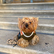 Paris participe au concours pour gagner de l'argent avec cette photo : dog, small_dog, yorkshire_terrier, pet, animal, outdoor, stairs, leash, concrete, fashion, sweater, pearls, cute, fur, sitting, portrait, closeup, brown_fur, accessory, calm