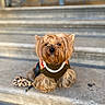 dog, small_dog, yorkshire_terrier, pet, animal, outdoor, stairs, leash, concrete, fashion, sweater, pearls, cute, fur, sitting, portrait, closeup, brown_fur, accessory, calm