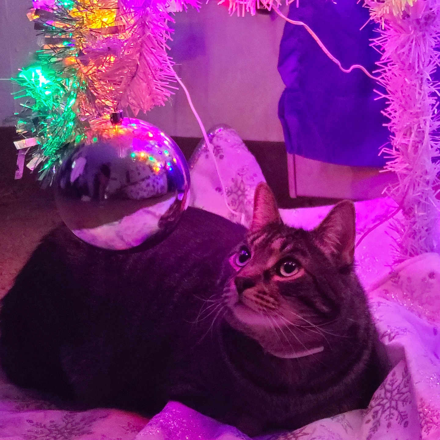 Freddie is registered to the contest to win money with this photo: abyssinian, accessories, animal, blackcat, cat, crystal, featherboa, flower, glitter, head, kitten, lighting, manx, ornament, person, pet, photography, plant, purple, sphere