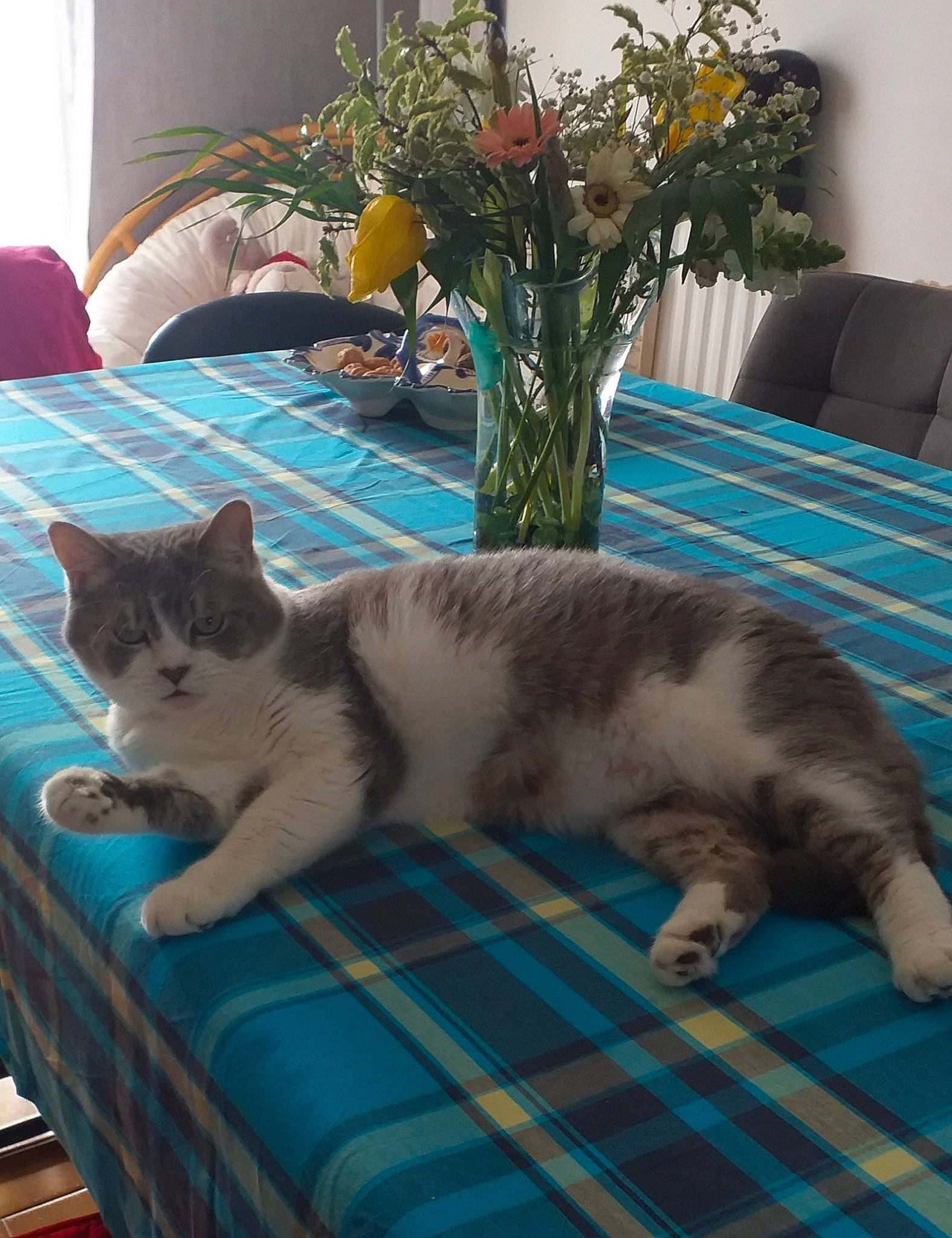 Pacha a rejoint le concours — aidez-le/la à gagner de superbes lots ! carnivore, cat, comfort, couch, domestic_short_haired_cat, felidae, flooring, fur, home, houseplant, interior_design, linens, living_room, plant, room, small_to_medium_sized_cats, tail, textile, vase, whiskers