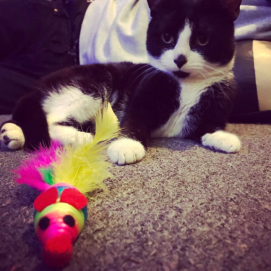 Django joined the competition — help win amazing prizes! carnivore, cat, cat_toy, domestic_short_haired_cat, felidae, fur, kitten, paw, play, polydactyl_cat, shoe, small_to_medium_sized_cats, tail, toy, whiskers