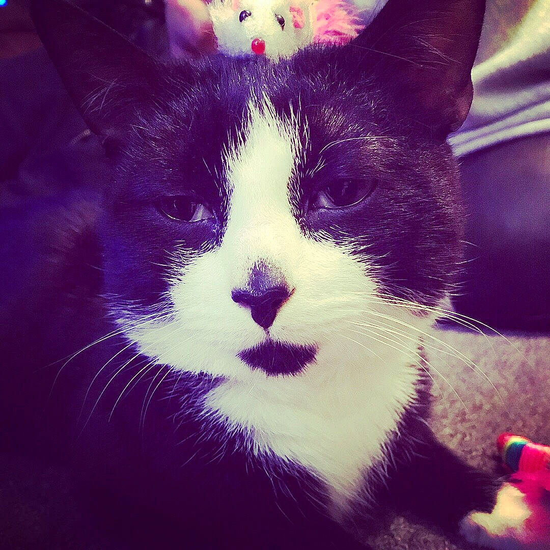 Django is registered to the contest to win money with this photo: american_wirehair, black_and_white, carnivore, cat, domestic_short_haired_cat, ear, eye, felidae, fur, kitten, love, nose, plant, polydactyl_cat, sky, small_to_medium_sized_cats, snout, whiskers