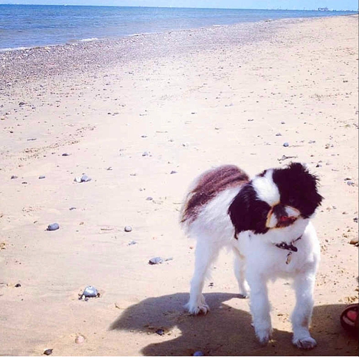 Django is registered to the contest to win money with this photo: beach, canidae, carnivore, cloud, companion_dog, dog, dog_breed, drentse_patrijshond, japanese_chin, landseer, mammal, ocean, papillon, sand, sea, sky, sporting_group, tail, toy_dog, vacation