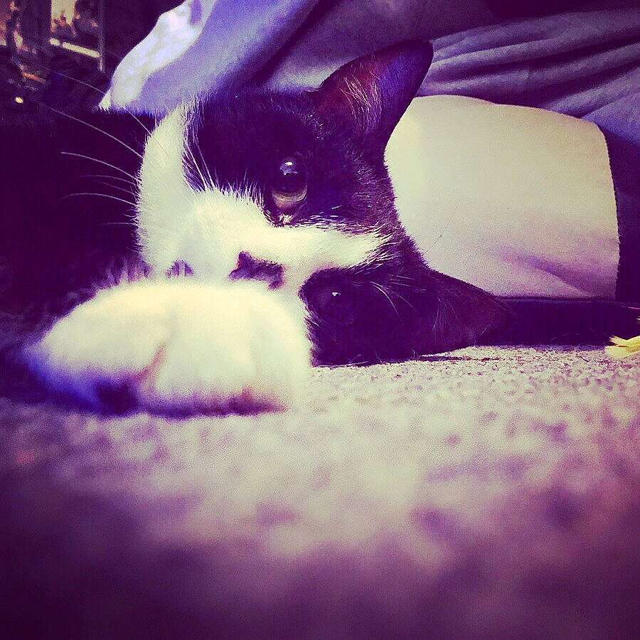 Django is registered to the contest to win money with this photo: beauty, black_and_white, carnivore, cat, cloud, eye, felidae, fur, kitten, leg, paw, photography, purple, sky, small_to_medium_sized_cats, snapshot, snout, tail, whiskers, white