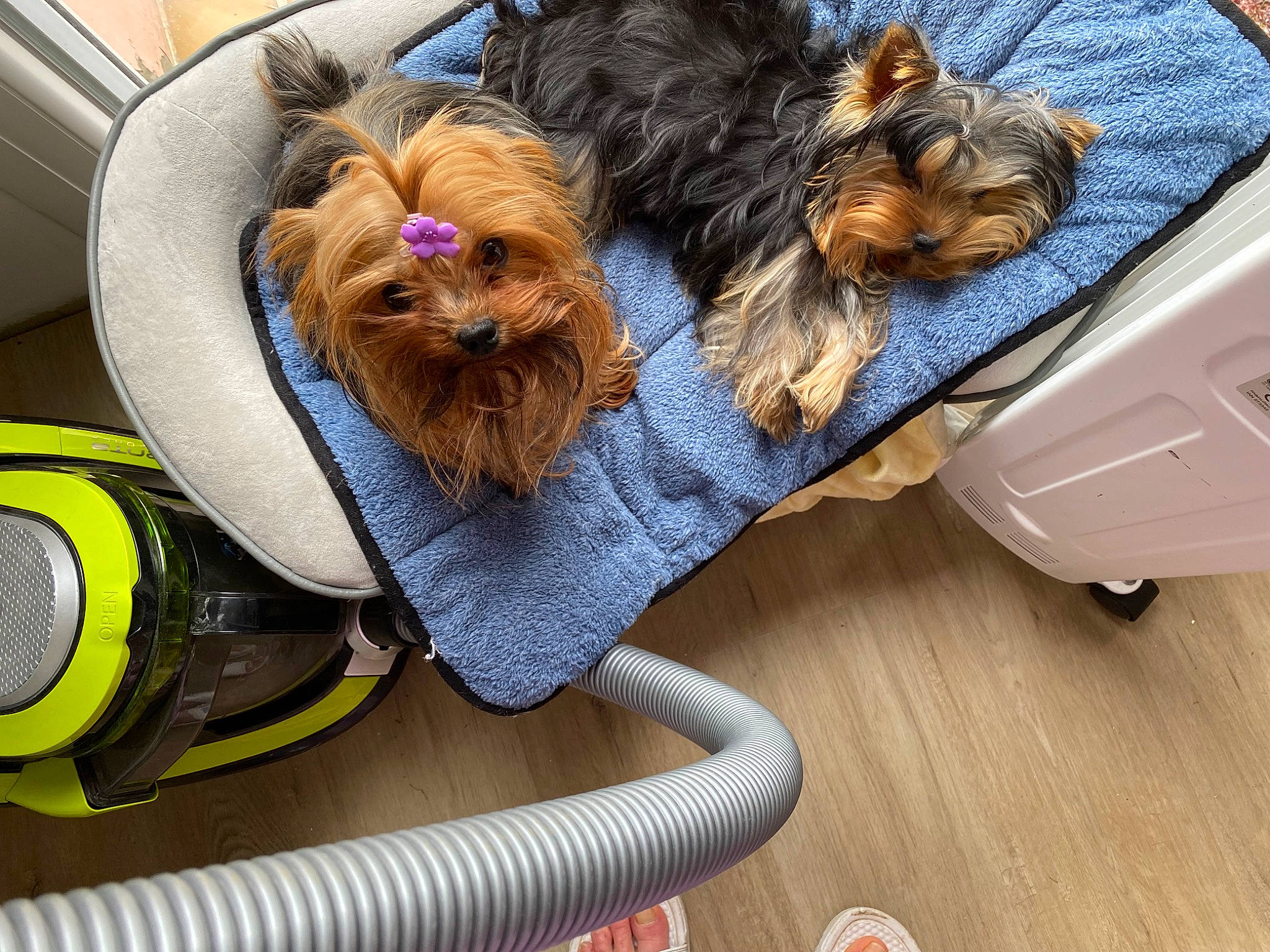 Noisette participe au concours pour gagner de l'argent avec cette photo : bicycle_handlebar, carnivore, collar, comfort, companion_dog, dog, dog_breed, dog_clothes, dog_collar, dog_supply, eyewear, fashion_accessory, fur, personal_protective_equipment, small_terrier, snout, terrier, toy_dog, wood, working_animal