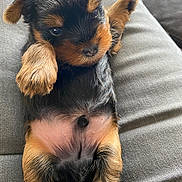 Taho a rejoint le concours — aidez-le/la à gagner de superbes lots ! adorable, animal, black, brown, canine, closeup, cozy, cute, dog, fur, furtexture, lying, paw, pet, puppy, resting, sleepy, soft, tan, young