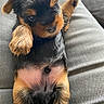 adorable, animal, black, brown, canine, closeup, cozy, cute, dog, fur, furtexture, lying, paw, pet, puppy, resting, sleepy, soft, tan, young