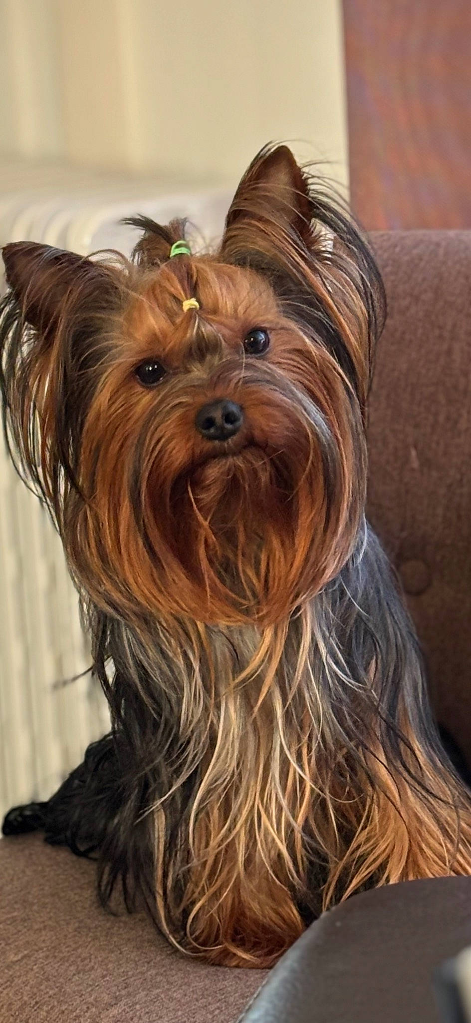 Taho a rejoint le concours — aidez-le/la à gagner de superbes lots ! biewer_terrier, canidae, carnivore, companion_dog, dog, dog_breed, fashion_accessory, fawn, fictional_character, fur, liver, small_terrier, snout, sporting_group, terrier, toy_dog, wood, working_animal, yorkipoo, yorkshire_terrier