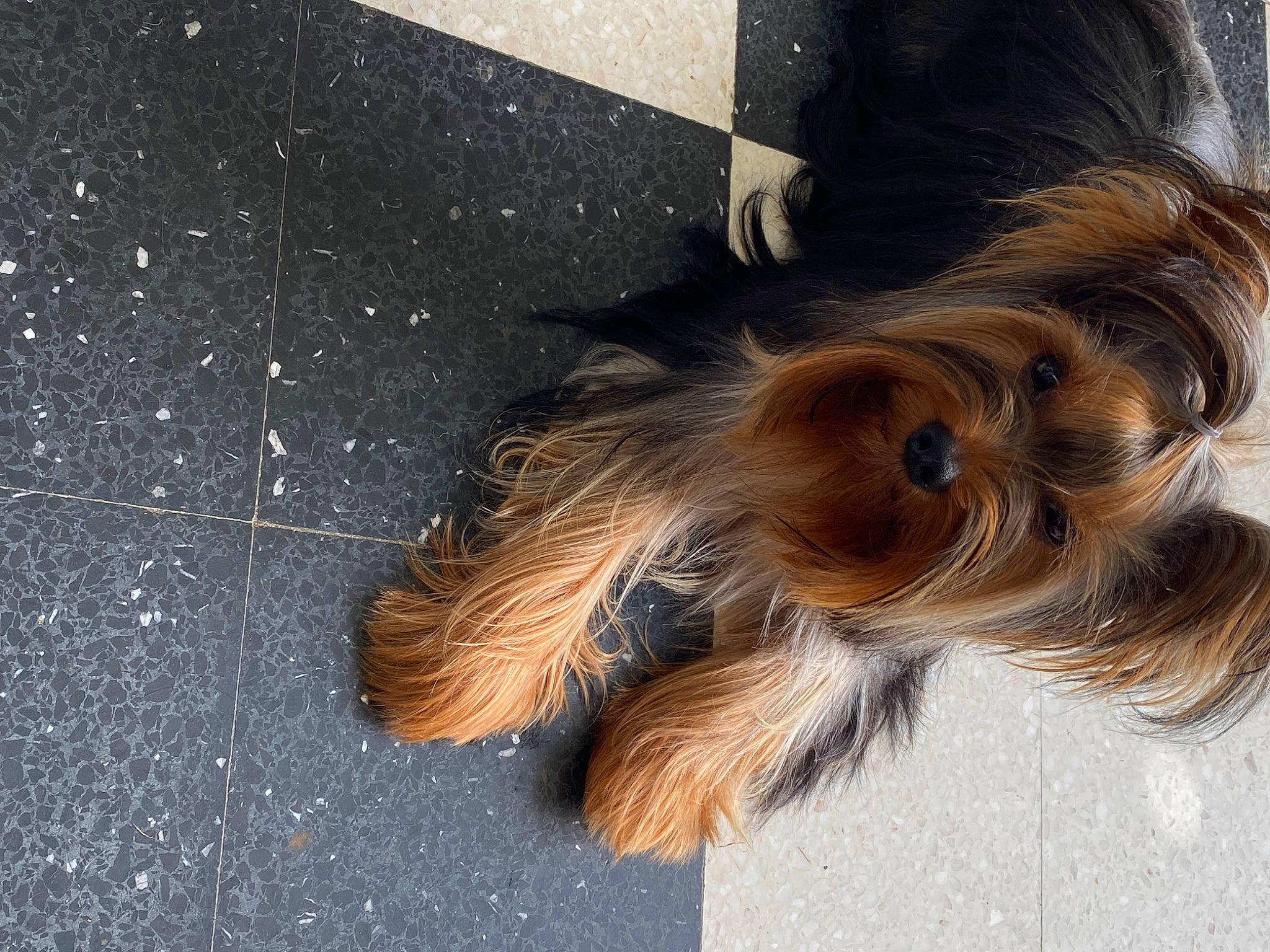 Taho a rejoint le concours — aidez-le/la à gagner de superbes lots ! asphalt, canidae, carnivore, companion_dog, concrete, dog, dog_breed, dog_supply, flooring, fur, liver, road_surface, small_terrier, snout, sporting_group, tail, tar, terrier, toy_dog, wood