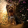 Taho participe au concours pour gagner de l'argent avec cette photo : animal, black_fur, bow, brown_fur, canine, closeup, dog, flower, flowering_plant, fur, garden, nature, outdoor, path, pet, portrait, sitting, small_dog, sunlight, yorkshire_terrier