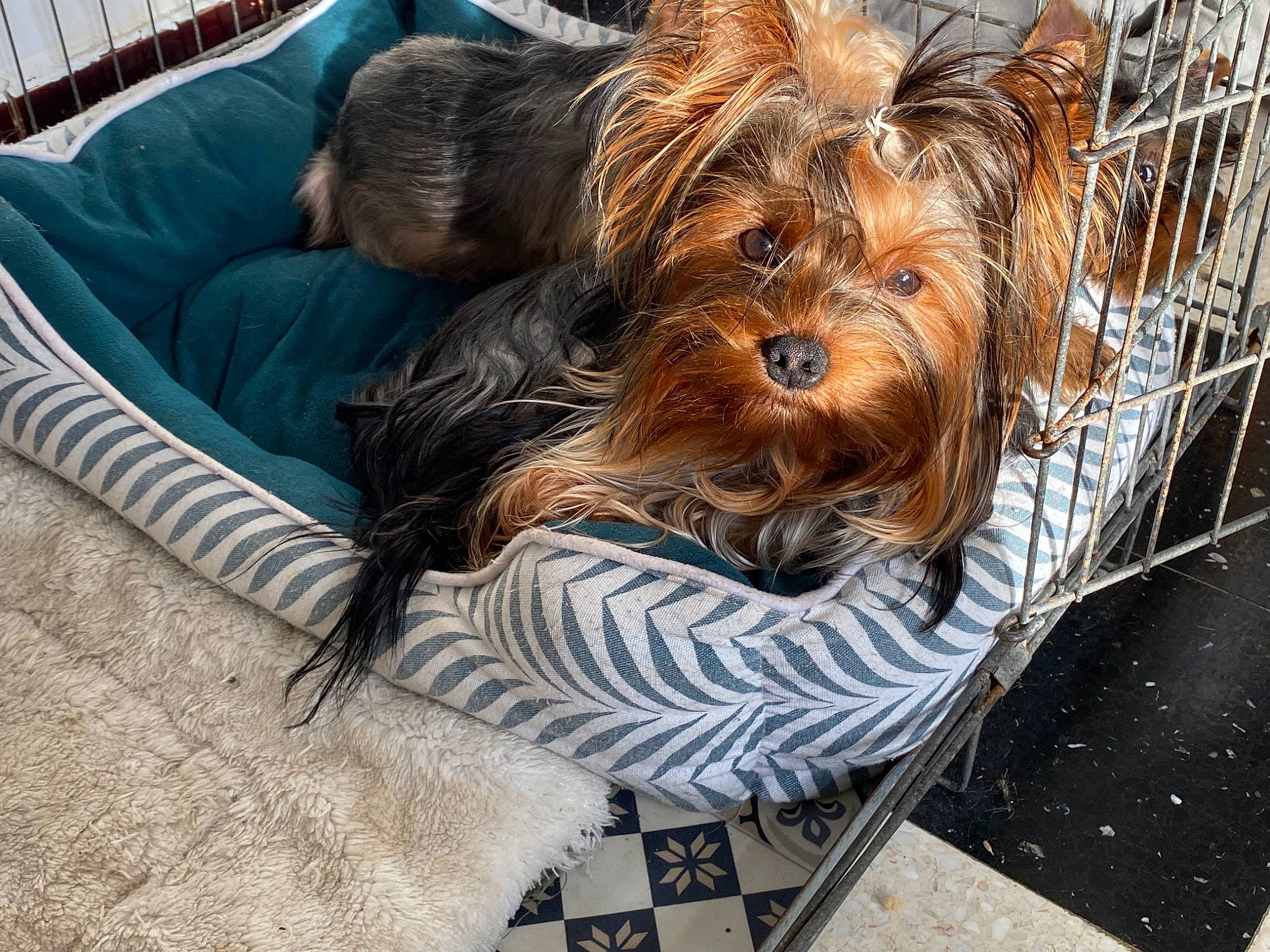 Taho a rejoint le concours — aidez-le/la à gagner de superbes lots ! canidae, carnivore, comfort, companion_dog, couch, dog, dog_breed, dog_supply, flooring, fur, grass, liver, sitting, small_terrier, snout, sporting_group, terrier, toy_dog, yorkipoo, yorkshire_terrier