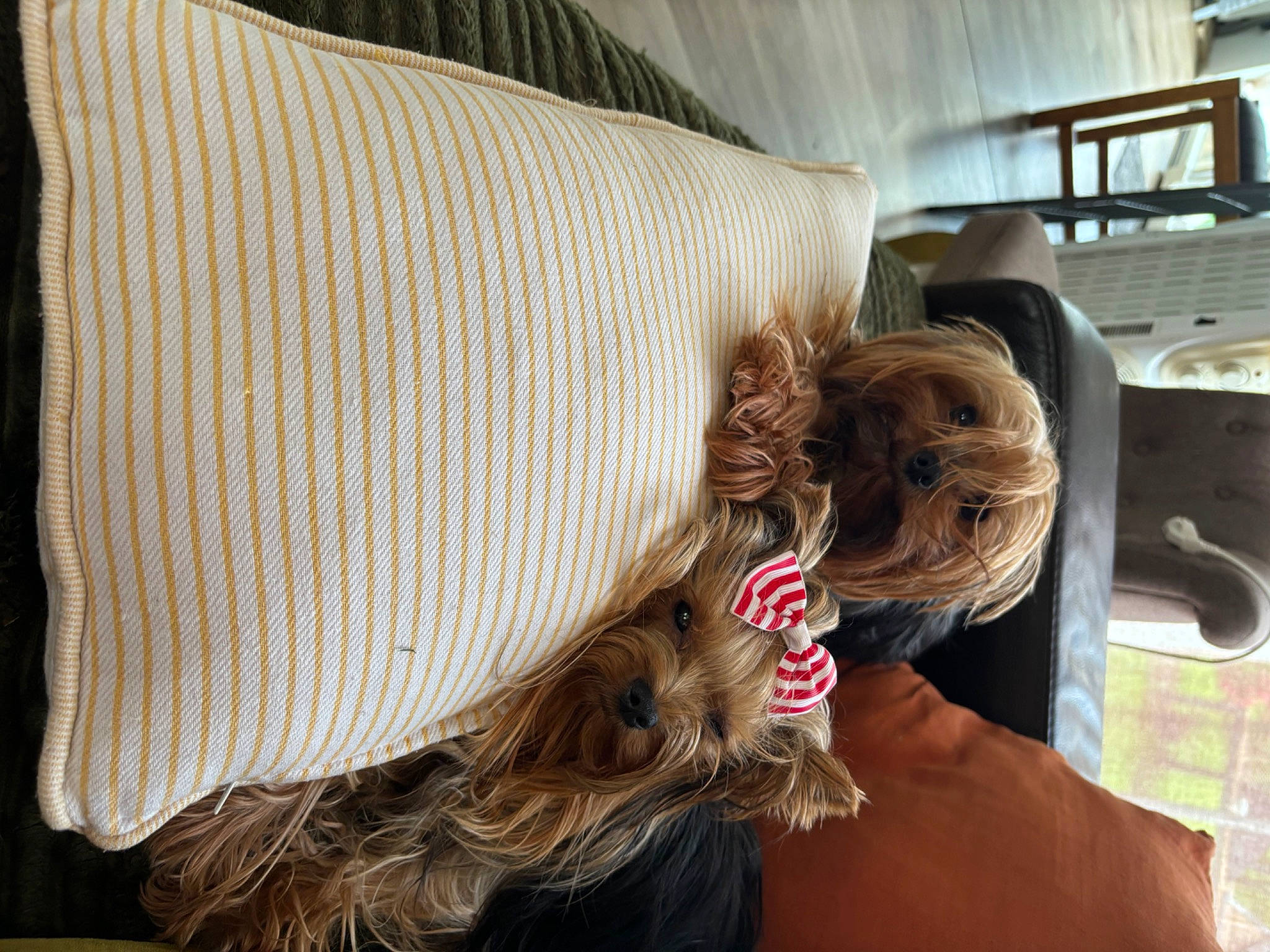 Teha a rejoint le concours — aidez-le/la à gagner de superbes lots ! brown_hair, comfort, companion_dog, eyewear, fashion_accessory, fawn, fur, glasses, headgear, human_body, human_leg, liver, neck, pattern, room, sporting_group, sunglasses, toy_dog, wood, wool