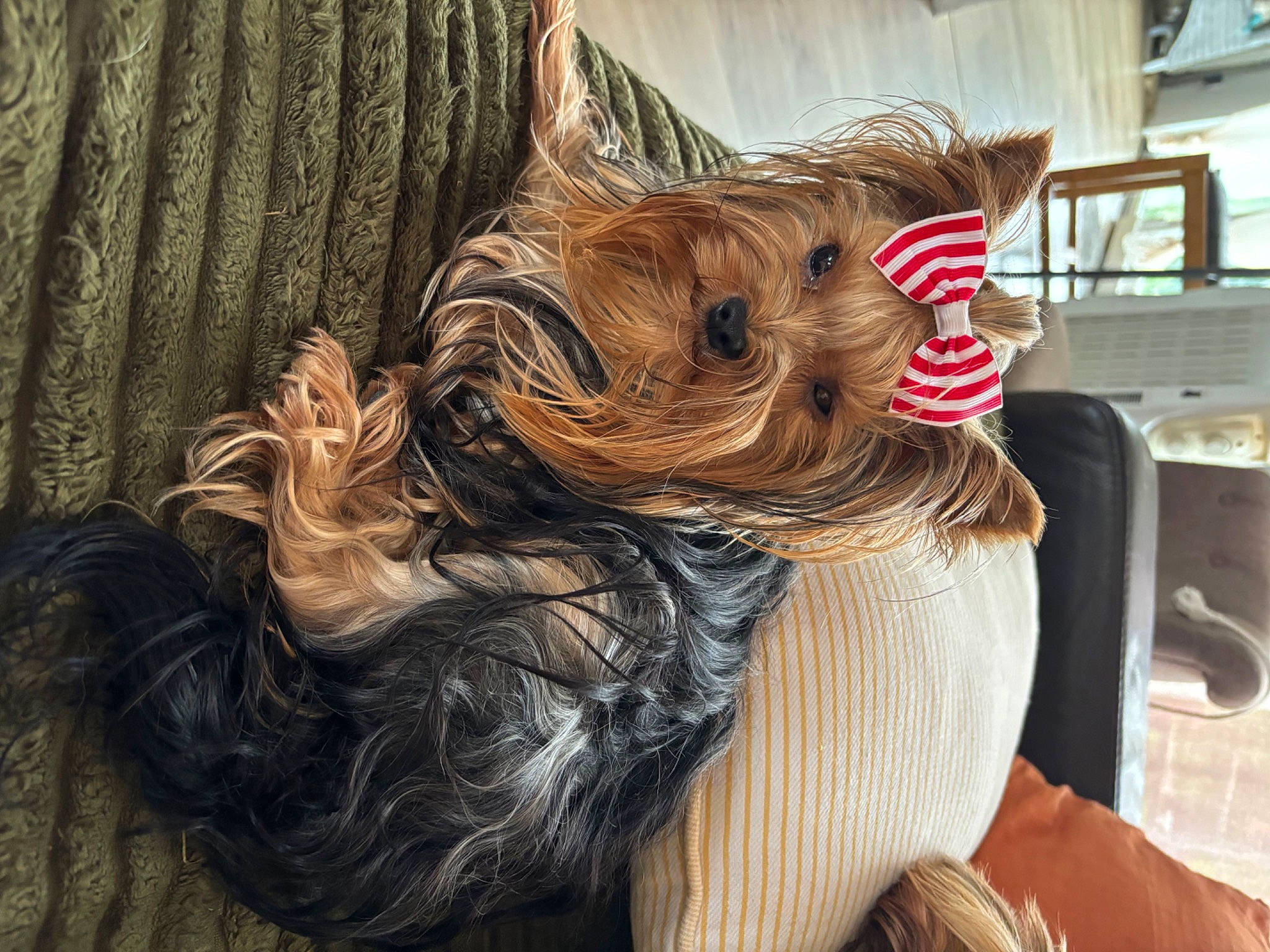 Teha a rejoint le concours — aidez-le/la à gagner de superbes lots ! blond, brown_hair, canidae, carnivore, companion_dog, dog, dog_breed, dog_supply, ear, fashion_accessory, fawn, fictional_character, fur, liver, snout, sporting_group, terrier, toy_dog, wood, working_animal