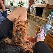 Teha participe au concours pour gagner de l'argent avec cette photo : casual, cozy, dog, fireplace, furniture, hair_clip, home_decor, indoor, legs, living_room, person, pet, plant, relaxing, resting, socks, table, water_bottle, wooden_floor, yorkshire_terrier