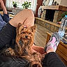 casual, cozy, dog, fireplace, furniture, hair_clip, home_decor, indoor, legs, living_room, person, pet, plant, relaxing, resting, socks, table, water_bottle, wooden_floor, yorkshire_terrier