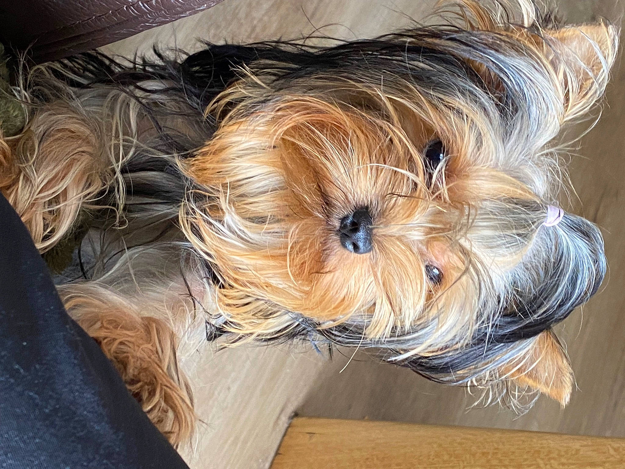 Teha participe au concours pour gagner de l'argent avec cette photo : biewer_terrier, canidae, carnivore, companion_dog, dog, dog_breed, dog_clothes, dog_supply, fawn, fur, hardwood, liver, non_sporting_group, small_terrier, sporting_group, terrier, toy_dog, wood, working_animal, yorkshire_terrier