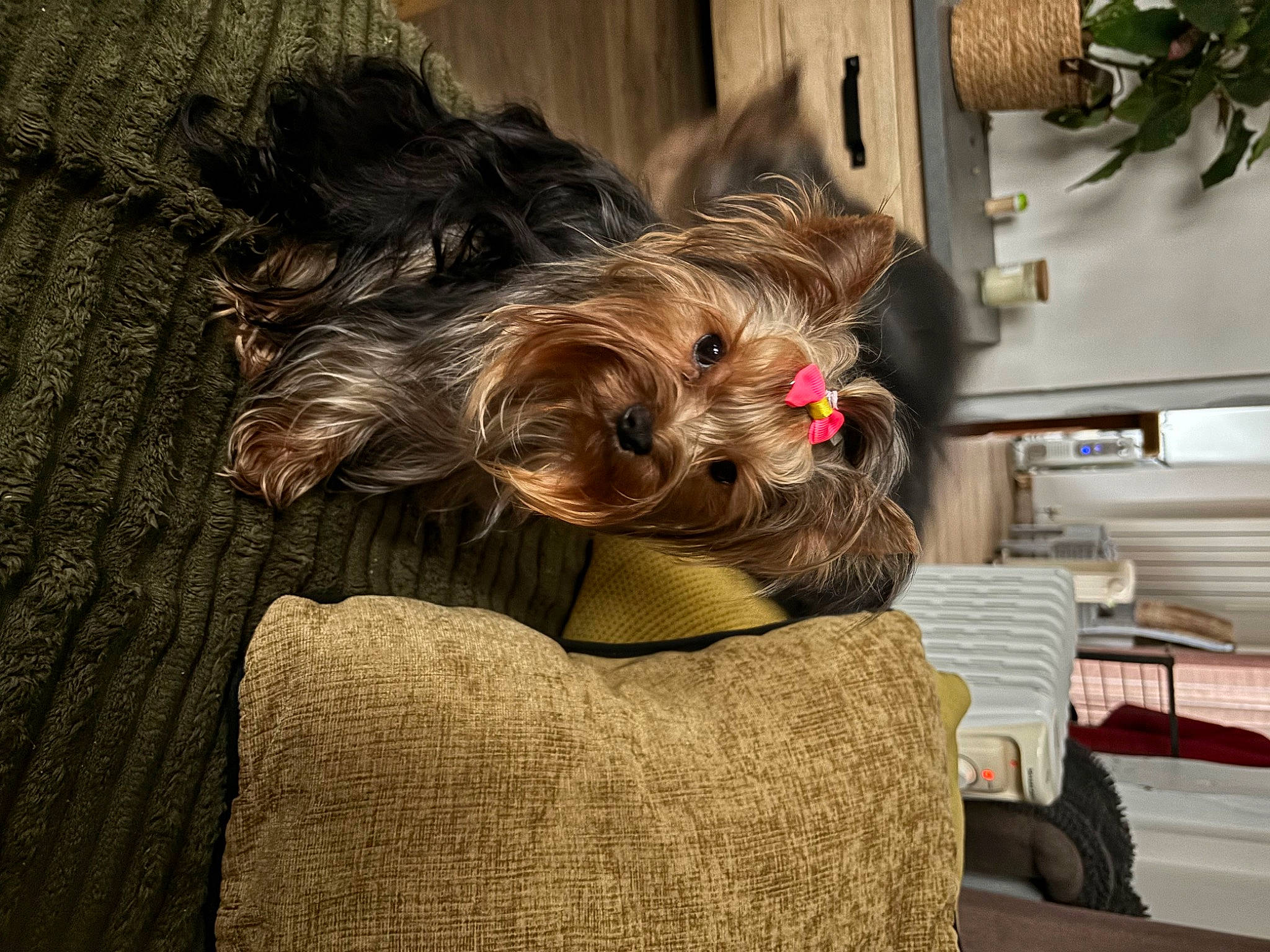 Teha participe au concours pour gagner de l'argent avec cette photo : canidae, carnivore, chair, comfort, companion_dog, dog, dog_breed, dog_supply, fawn, fur, houseplant, liver, small_terrier, snout, sporting_group, terrier, toy_dog, wood, working_animal, yorkshire_terrier