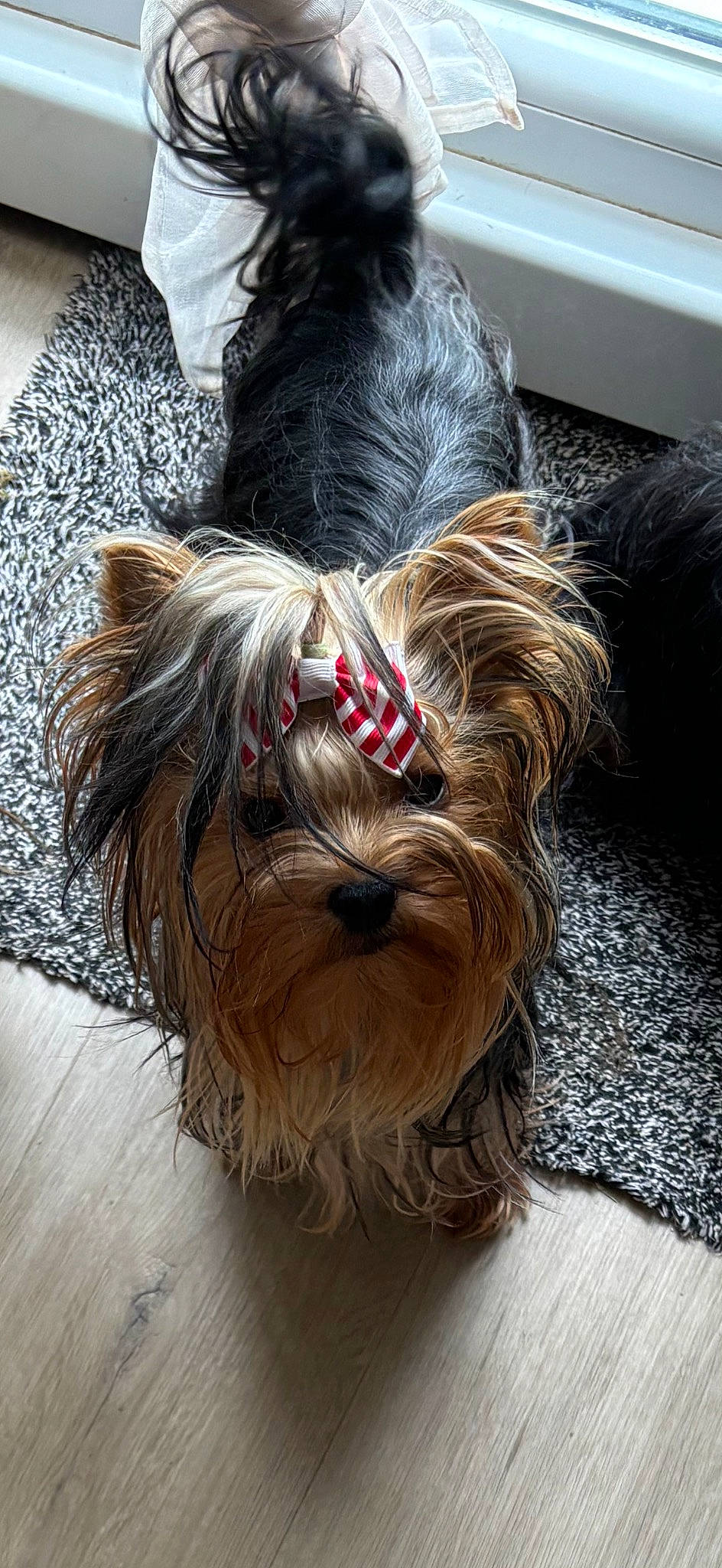 Teha a rejoint le concours — aidez-le/la à gagner de superbes lots ! canidae, carnivore, companion_dog, dog, dog_breed, dog_collar, dog_supply, fawn, flooring, fur, hardwood, liver, small_terrier, snout, sporting_group, terrier, toy_dog, wood, working_animal, yorkshire_terrier