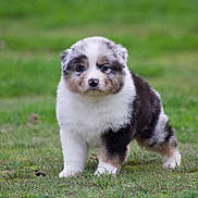 Valco a rejoint le concours — aidez-le/la à gagner de superbes lots ! puppy, dog, grass, outdoor, animal, cute, fluffy, pet, nature, young, fur, adorable, mammal, walking, playful, small, canine, portrait, standing, eyes
