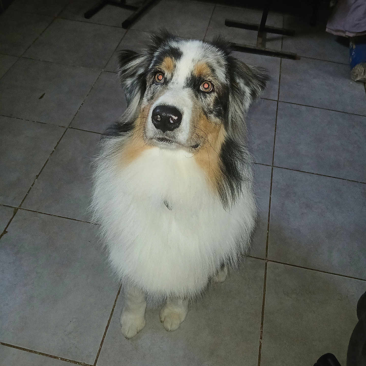 Valco participe au concours pour gagner de l'argent avec cette photo : animal, australian_shepherd, canine, collar, cute, dog, ears, eyes, floor, food_bowl, fur, furniture, home, indoor, looking_up, nose, pet, sitting, tile, water_bowl