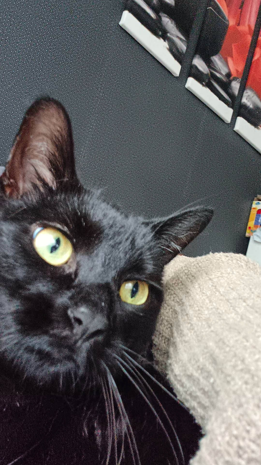 Kira a rejoint le concours — aidez-le/la à gagner de superbes lots ! black_cat, bombay, carnivore, cat, domestic_short_haired_cat, ear, eye, felidae, fur, grey, head, small_to_medium_sized_cats, snout, whiskers