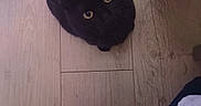 Kira a rejoint le concours — aidez-le/la à gagner de superbes lots ! black, black_cat, bombay, carnivore, cat, comfort, domestic_short_haired_cat, electric_blue, felidae, floor, flooring, grey, hardwood, human_leg, mammal, small_to_medium_sized_cats, snout, tail, whiskers, wood
